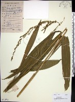 藏品(棕葉狗尾草)的圖片