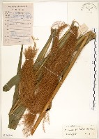 藏品(五節芒)的圖片