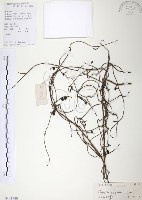 藏品(無根草)的圖片