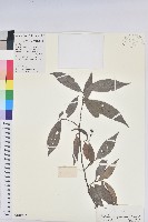 藏品(日本五月茶、南投五月茶)的圖片