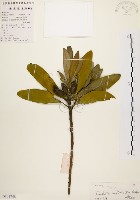 藏品(大頭茶)的圖片