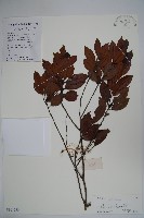 藏品(三花冬青)的圖片