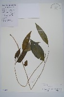 藏品(針刺草)的圖片