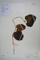 藏品(落葵)的圖片