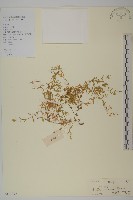 藏品(雀舌草)的圖片