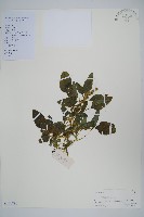 藏品(刺莧)的圖片