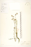 藏品(苦苣菜)的圖片