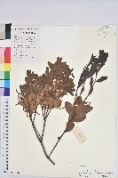 藏品(木姜葉青岡)的圖片