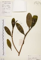 藏品(大頭茶)的圖片