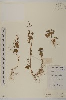 藏品(魚眼菊)的圖片