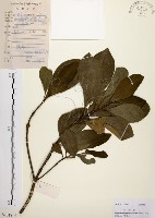 藏品(降真香)的圖片