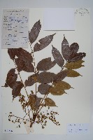 藏品(野漆、木臘樹)的圖片