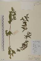 藏品(鱧腸)的圖片