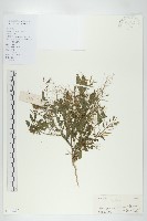 藏品(葶藶)的圖片