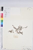 藏品(千根草)的圖片