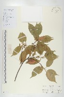 藏品(華杜英)的圖片