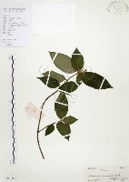 藏品(毛玉葉金花)的圖片