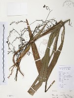 藏品(桔梗蘭)的圖片