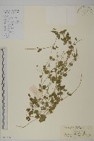 藏品(荷蓮豆草、菁芳草)的圖片