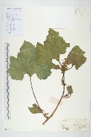 藏品(蒼耳)的圖片