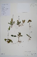 藏品(哈哼花)的圖片