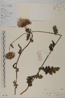 藏品(小薊)的圖片