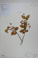 藏品(絡石)的圖片