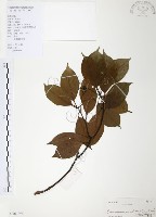 藏品(樟樹)的圖片