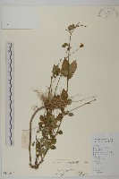 藏品(白花鬼針)的圖片