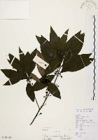 藏品(山胡椒)的圖片