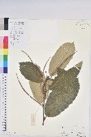 藏品(板栗)的圖片