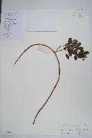 藏品(中國念珠藤)的圖片