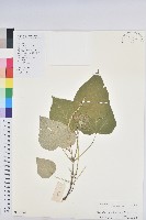 藏品(白背葉)的圖片