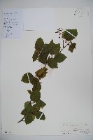 藏品(莢迷)的圖片