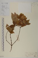 藏品(草珊瑚、紅果金粟蘭)的圖片