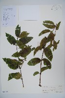 藏品(山銀花)的圖片