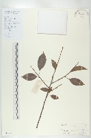 藏品(山紅柿)的圖片