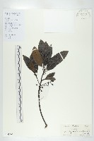 藏品(俄氏虎皮楠、蘭嶼虎皮楠、虎皮楠)的圖片