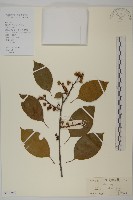 藏品(滇邊南蛇藤)的圖片