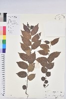 藏品(毛果算盤子)的圖片