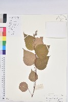 藏品(紅背山麻桿)的圖片