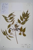 藏品(野漆、木臘樹)的圖片