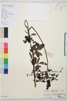 藏品(多花勾兒茶, 多花黃鱔藤)的圖片