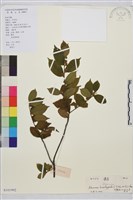 藏品(山綠柴)的圖片