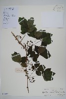 藏品(三葉五加)的圖片