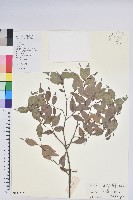 藏品(短尾越橘)的圖片