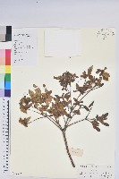 藏品(唐杜鵑、大屯杜鵑、中原氏杜鵑)的圖片