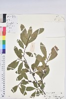 藏品(東方古柯)的圖片