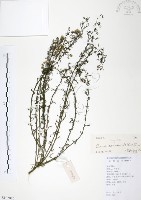 藏品(加拿大蓬)的圖片