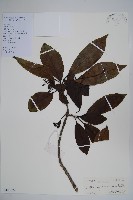 藏品(長花厚殼樹)的圖片